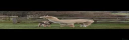 Alpaca livestock for sale: BAS registered breeding female Alpacas  in Totnes - Advert 3