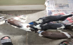English Springer Spaniel dogs for sale: KC Registered ESS Pups *WELL MARKED* - Image 35
