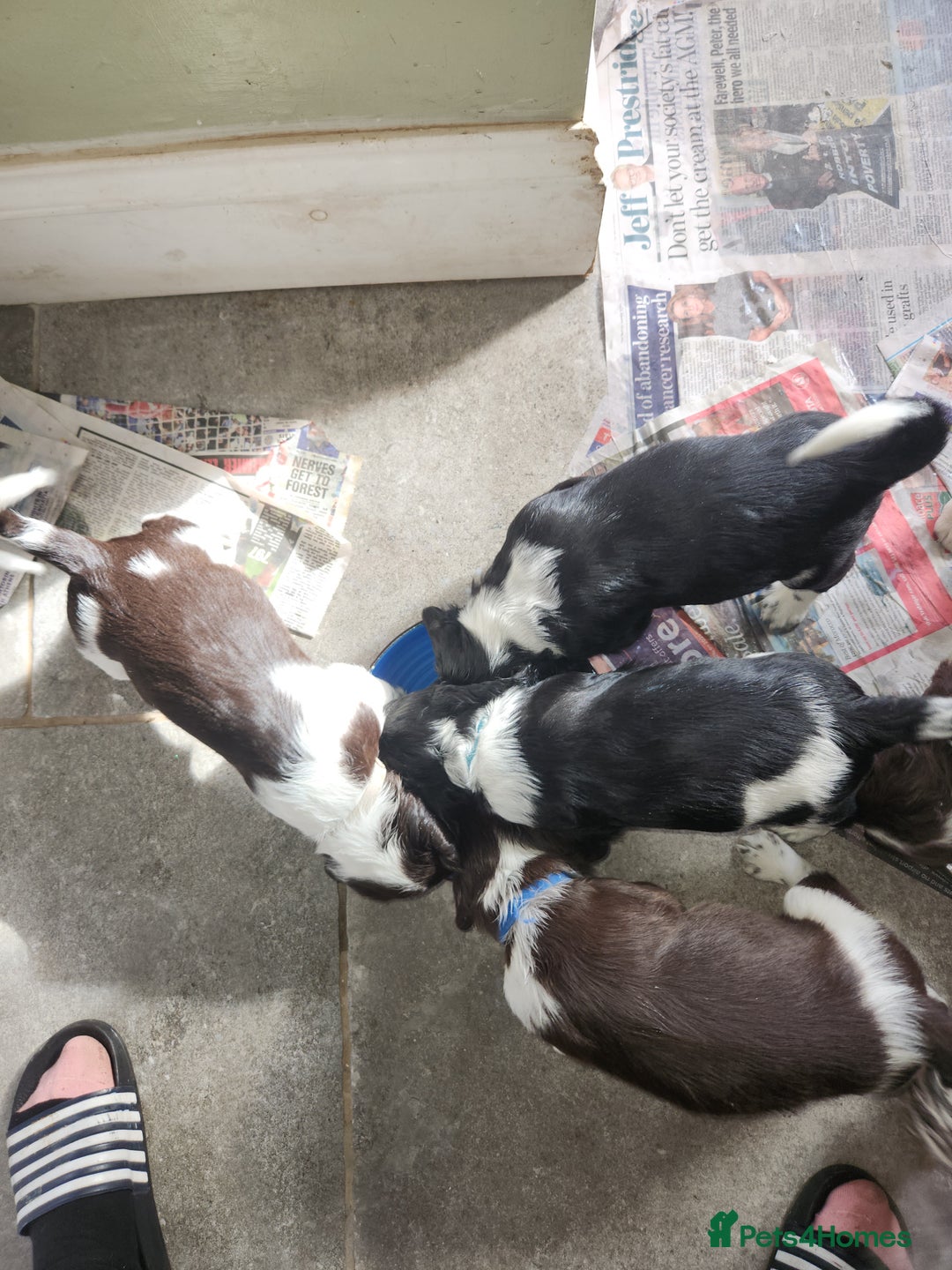 English Springer Spaniel dogs for sale: KC Registered ESS Pups *WELL MARKED* - Image 35