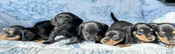 Dachshund dogs for sale: F1 SCHNOXIE EXTENSIVELY HEALTH TESTED PARENTS    - Advert 10