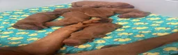 Hungarian Vizsla dogs for sale: 🥰 NEW KC REG Hungarian Vizsla Beautifully Bred,  - Advert 4