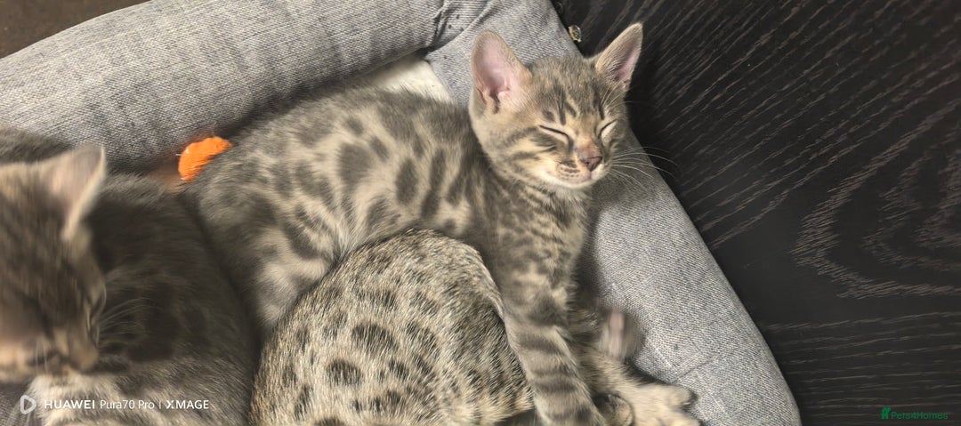 Bengal cats for sale: Sweet Bengal Kittens For Sale  - Image 24
