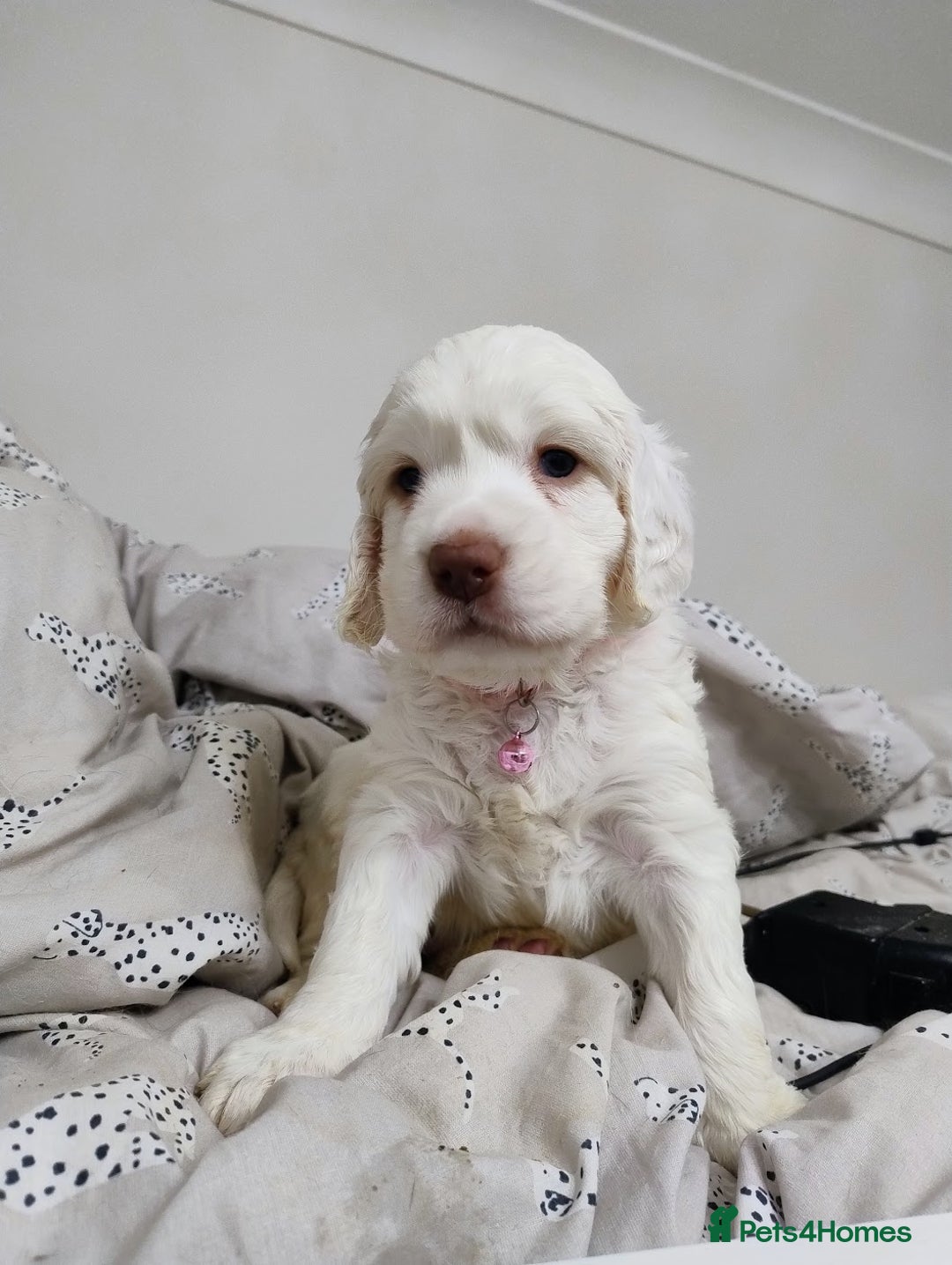 Clumber Spaniel dogs for sale: Pedigree KC Clumber Spaniel Puppies - Advert 20