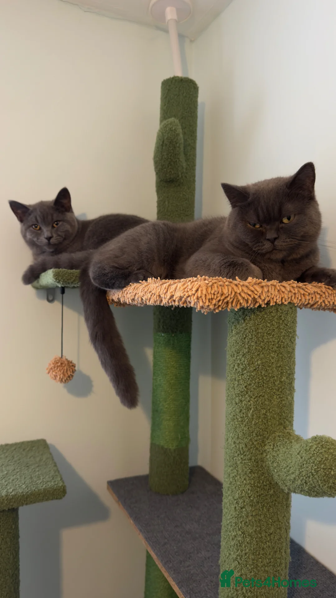 Mixed Breed cats for sale: Scottish straight cats - Advert 2