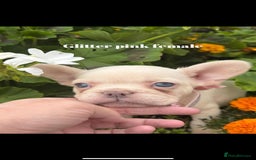 French Bulldog dogs for sale: Beautiful small build fluffy/fluffy carrier french - Image 5