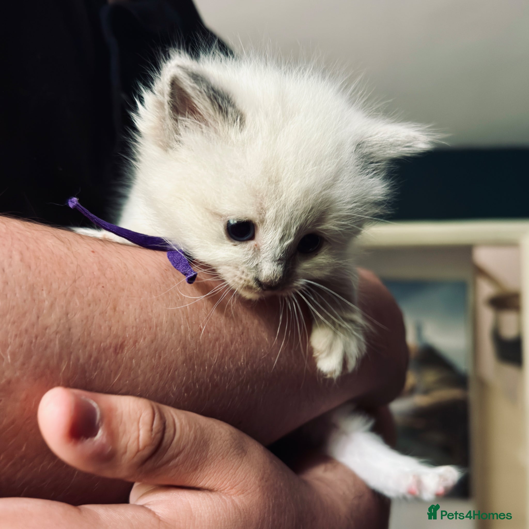 Ragdoll Kitten 3