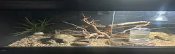 Leopard Gecko reptiles for sale: 2 female geckos born around the same time  - Advert 9