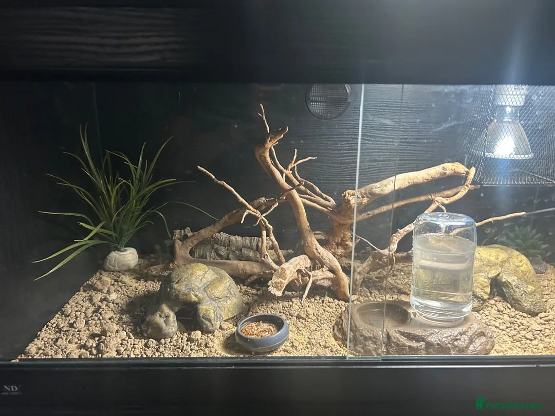 Leopard Gecko reptiles for sale: 2 female geckos born around the same time  - Advert 9