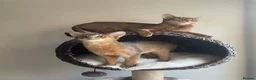 Abyssinian cats for sale: 2 Abyssinian Tica kittens girls  - Advert 21