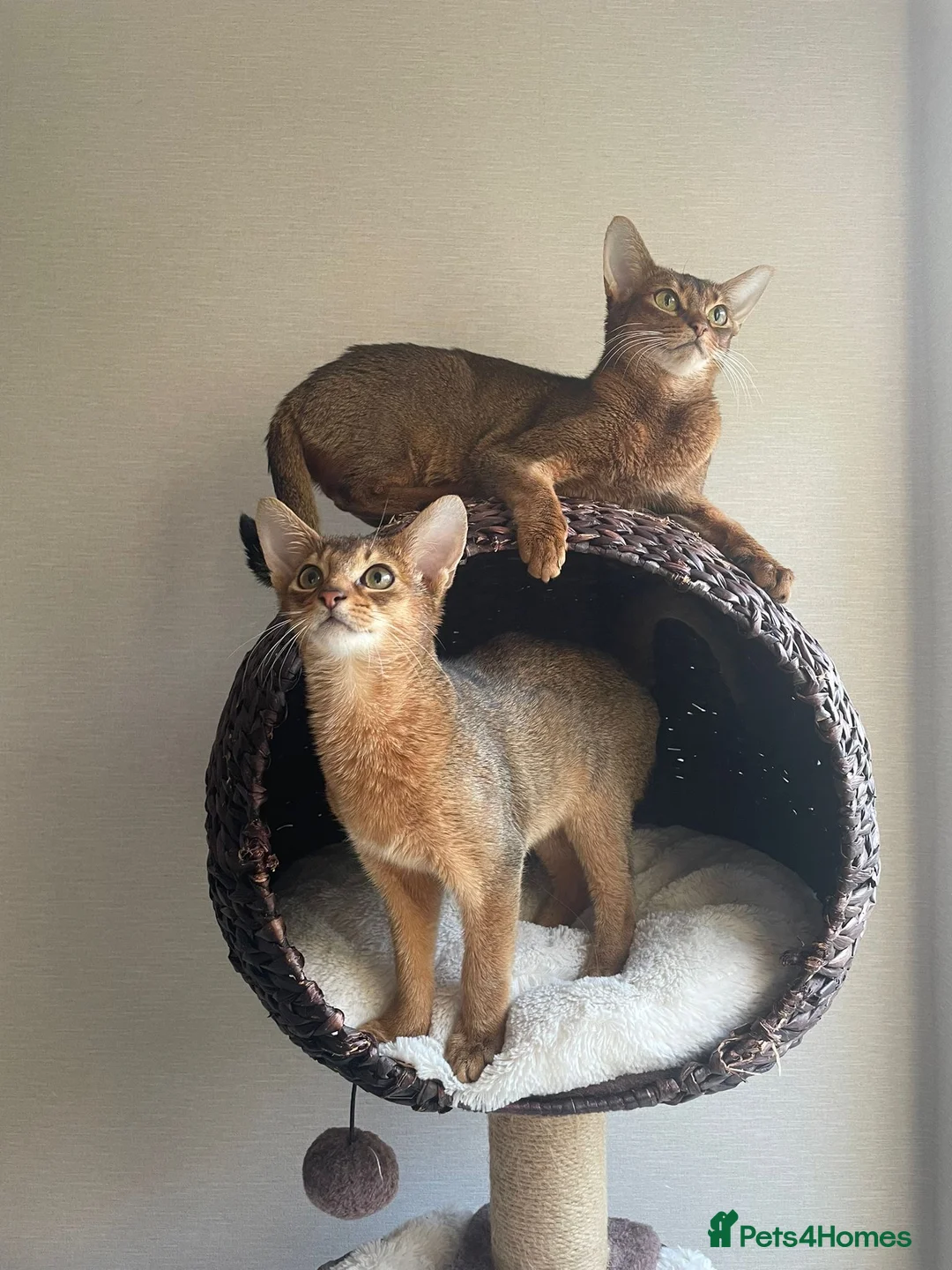 Abyssinian cats for sale: 2 Abyssinian Tica kittens girls  - Advert 21