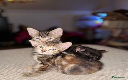Mixed Breed cats for sale: Beautiful kittens - Image 5