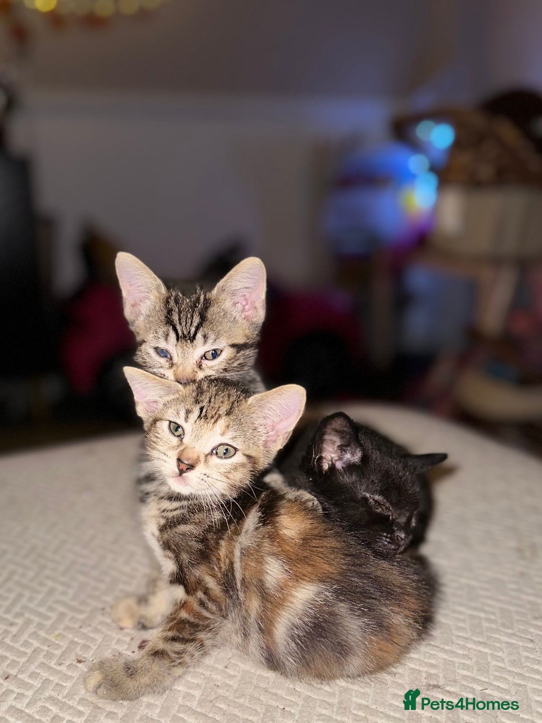 Mixed Breed cats for sale: Beautiful kittens - Image 5