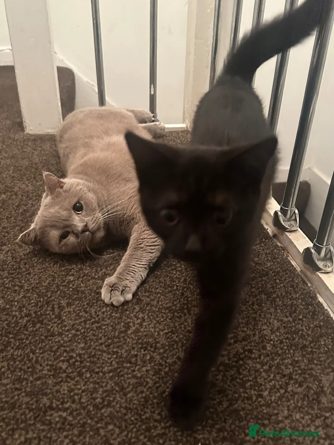 British Shorthair cats for sale: Teddy – Black Panther GCCF Pedigree BSH Male Cat - Advert 8