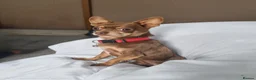 Chihuahua dogs for sale: Bobbie in Skegness - Advert 6