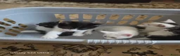 Mixed Breed cats for sale: 5 beautiful kittens ready for new families  - Advert 7