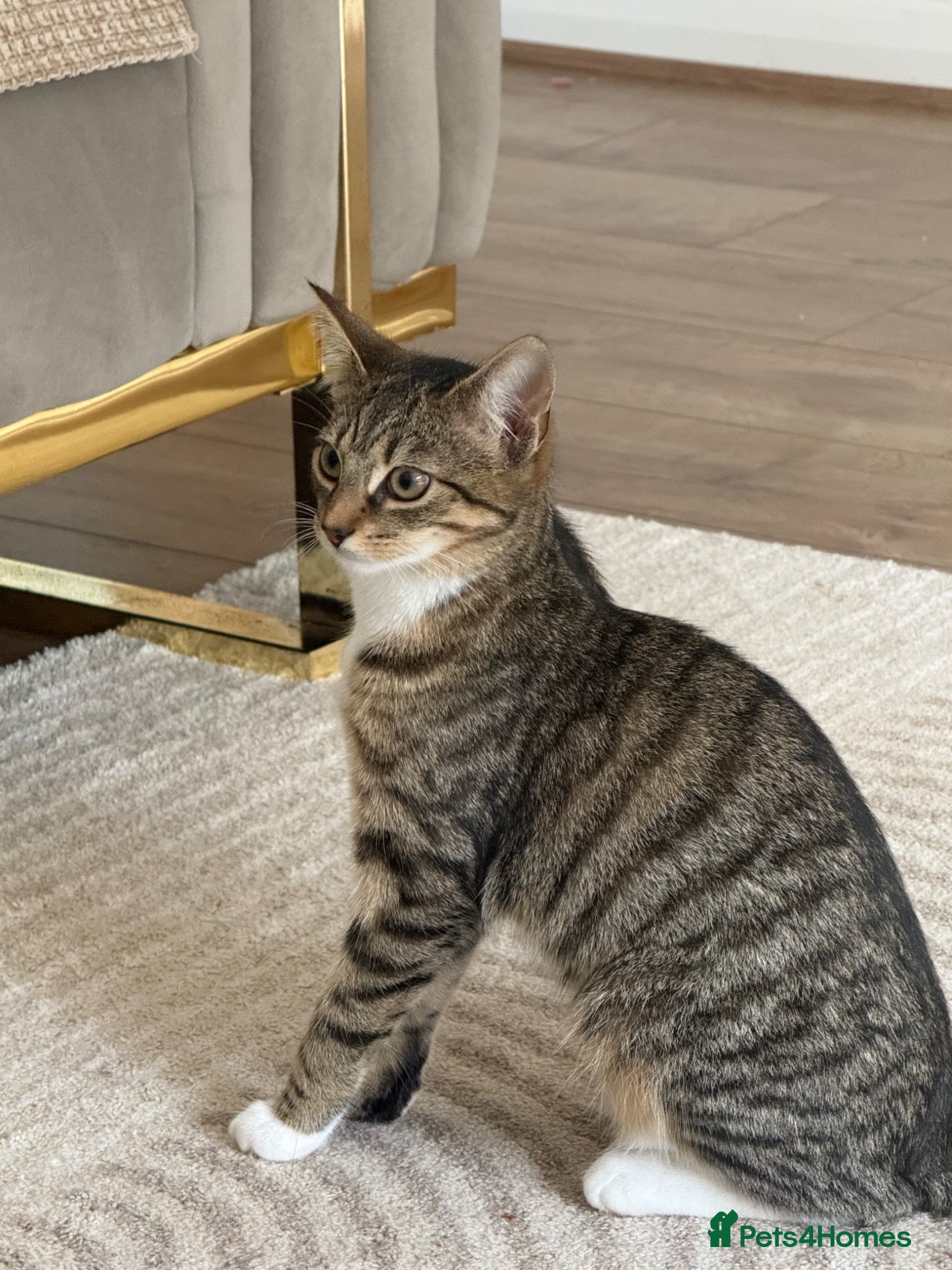 Mixed Breed cats Female cat - Advert 1