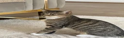 Mixed Breed cats for sale: Female cat in Clydebank - Advert 1