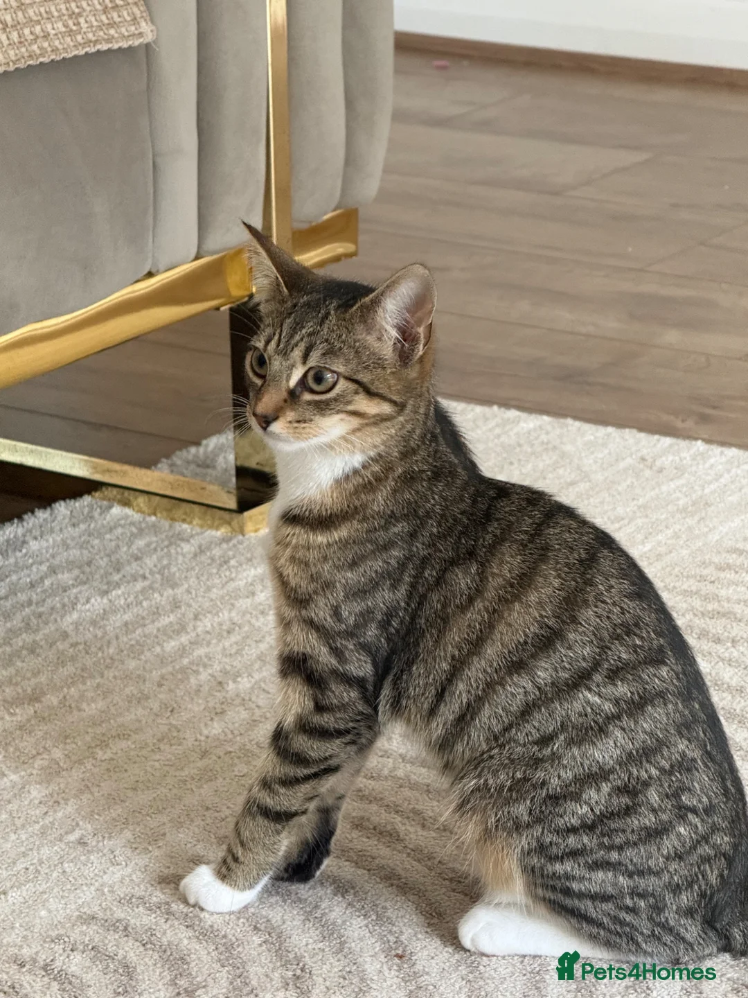 Mixed Breed cats for sale: Female cat in Clydebank - Advert 1