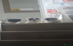 Siberian cats for sale: 3 kittens looking for home - Image 2