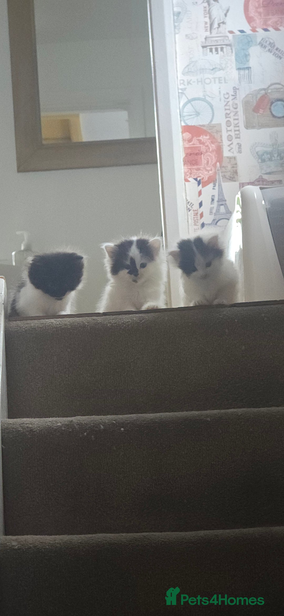 Siberian cats for sale: 3 kittens looking for home - Image 2