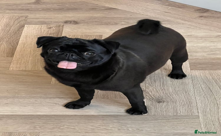 Pug dogs - Advert 1