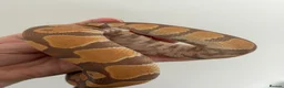 Python Snake reptiles for sale: Ultramel Royal Python with Vivarium - Advert 7