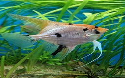 Angelfish fish for sale: Koi Angelfish - Image 4