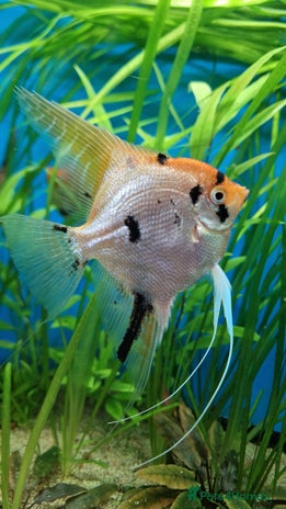 Angelfish fish - Advert 1