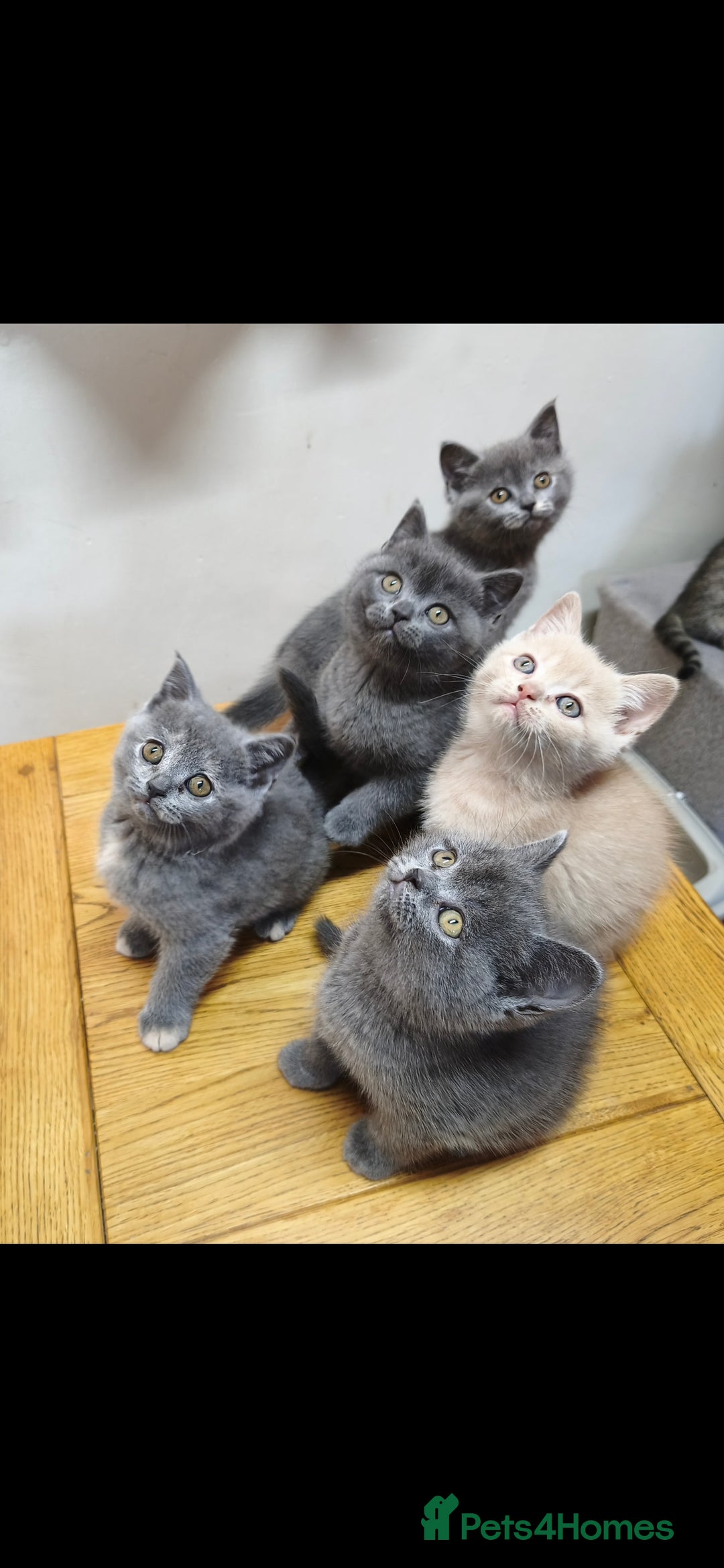 British Shorthair cats for sale: British Shorthair Kittens Imported Parents  - Advert 3