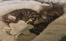 Bengal cats for sale: Bengal mix kittens for sale - Image 25
