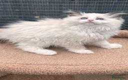 Ragdoll cats for sale: TICA EU pure Ragdoll boys & girls available  in London - Image 3