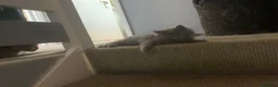 British Shorthair cats for sale: British shorthair x Ragdoll  - Advert 6