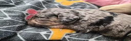 Cockapoo dogs for sale: Cockapoos f1bs in Sunderland - Advert 2