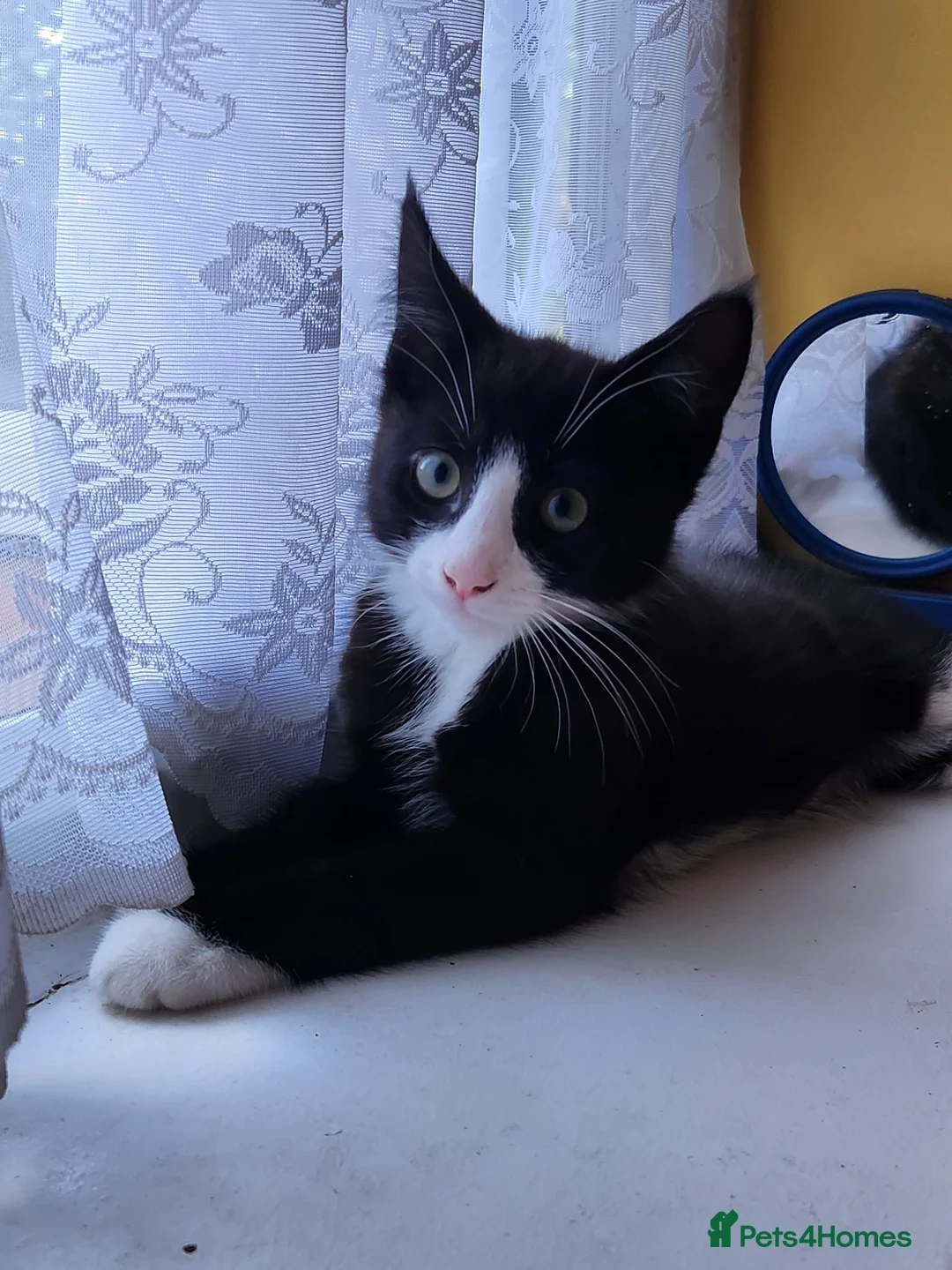 British Shorthair cats for sale: Mochi - Advert 1