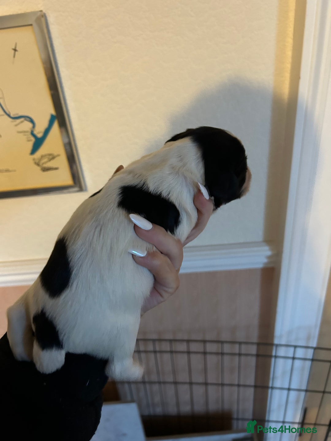 English Springer Spaniel dogs for sale: Lovely ESS Litter Due - Advert 8