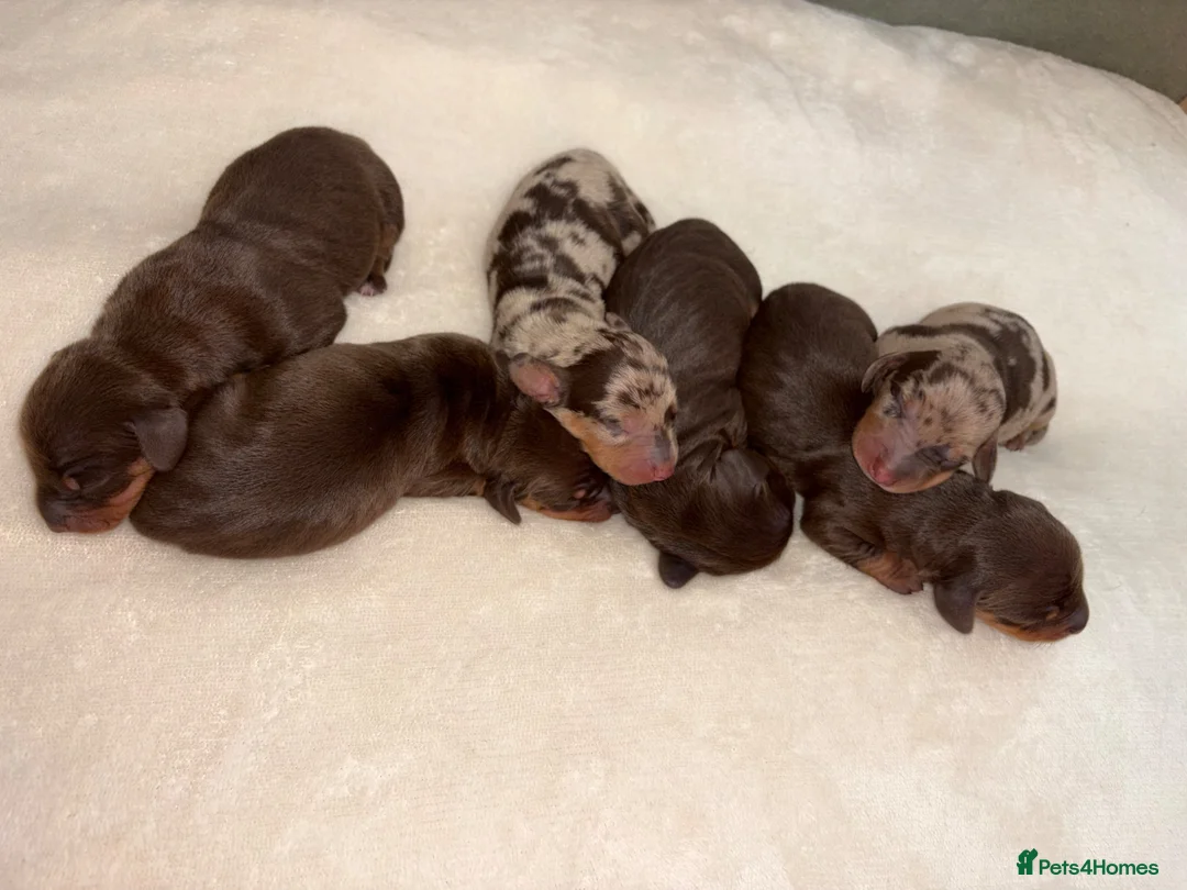 Dachshund dogs for sale: 🐾 Chocolate, Tan & Dapple Dachshund Puppies 🐾 - Advert 2