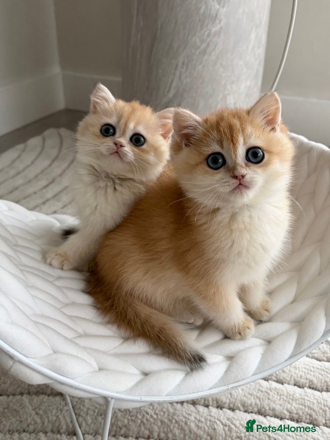 British Shorthair cats for sale: Golden British shorthair kittens - Advert 18