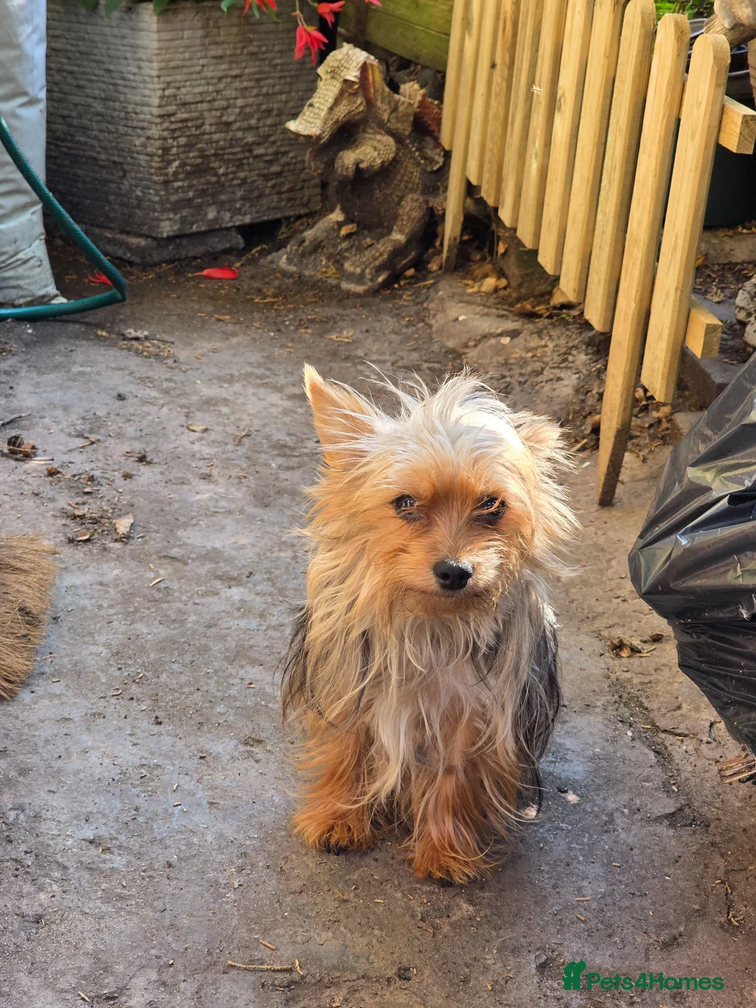 Yorkshire Terrier dogs for sale: One Fab Female Brewer Teacup Yorkie Ready Now! - Advert 2
