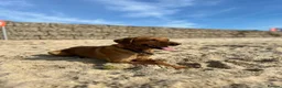 Labrador Retriever dogs for stud: Stunning KC Registred Fox Red Labrador Stud dog - Advert 9
