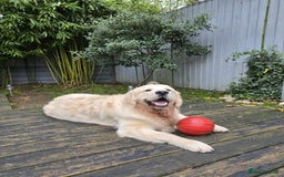 Golden Retriever dogs for stud: KC Golden Retriever for Stud in Harlow - Image 8