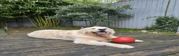 Golden Retriever dogs for stud: KC Golden Retriever for Stud - Advert 18