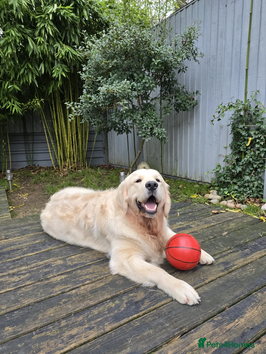 Golden Retriever dogs for stud: KC Golden Retriever for Stud - Advert 18