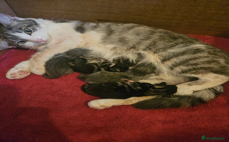 Mixed Breed cats - Advert 10