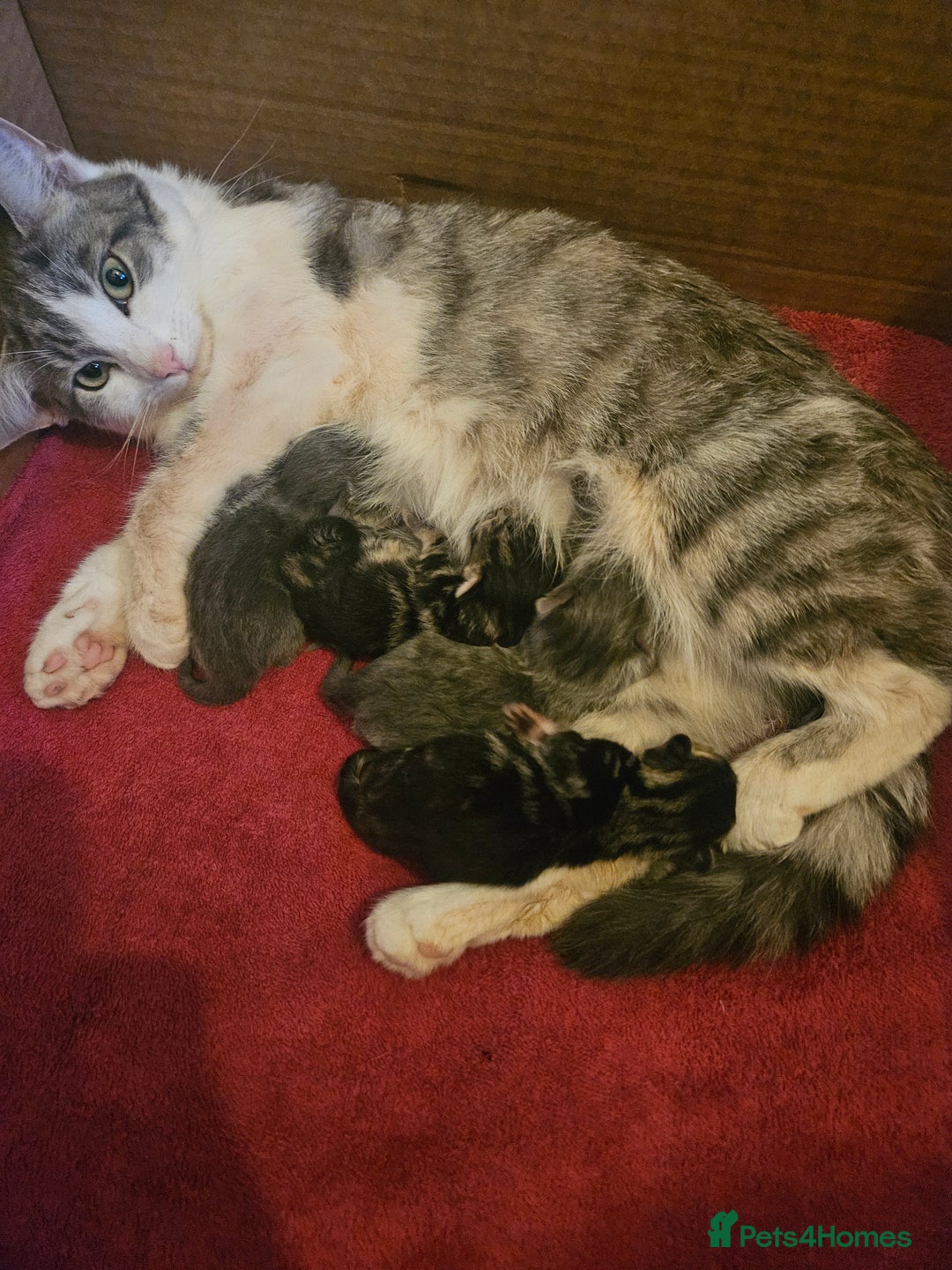 Mixed Breed cats for sale: Mixed breed kittens - Image 1