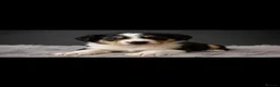 Border Collie dogs for sale: Well brought up border collie puppies  - Advert 10