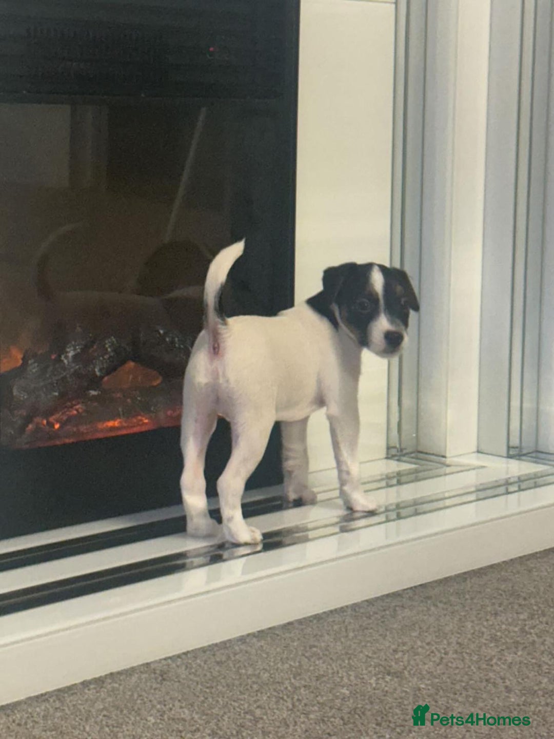 Parson Russell dogs for sale: PARSON RUSSEL TERRIERS - Advert 3