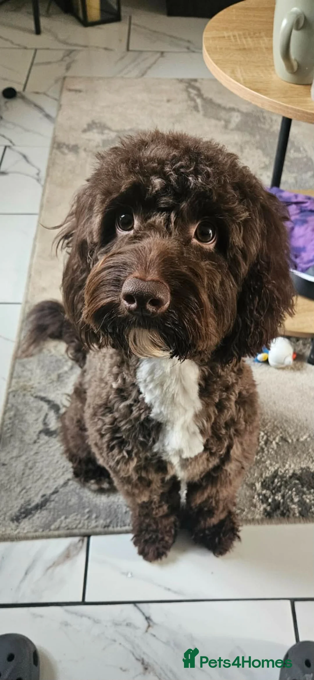 Cockapoo dogs for sale: Male cockapoo  / neutered  - Advert 3