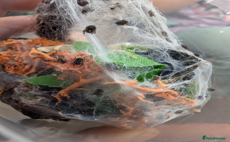 Spiders invertebrates - Advert 1