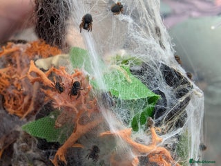 Spiders invertebrates - Advert 1