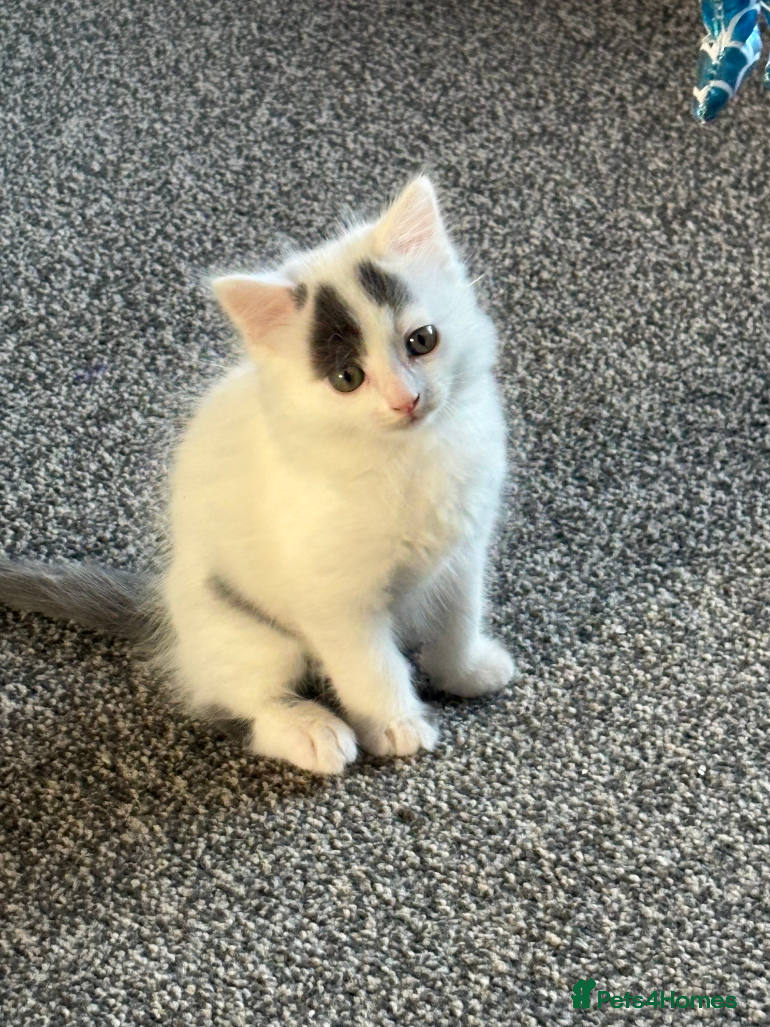 Mixed Breed cats Lovely kitten - Advert 10